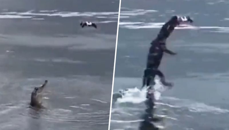 Alligator jumps out of water to grab an unusual prey; video amazed netizens - gps