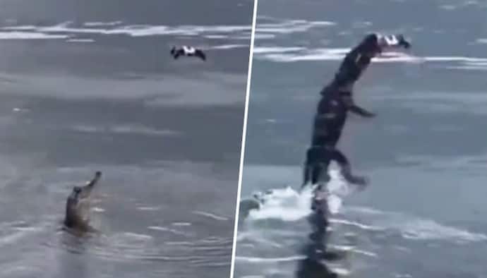Alligator jumps out of water to grab an unusual prey; video amazed netizens