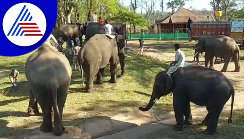 5 jumbos from Dubare Harangi camps leave for Madhya Pradesh gow