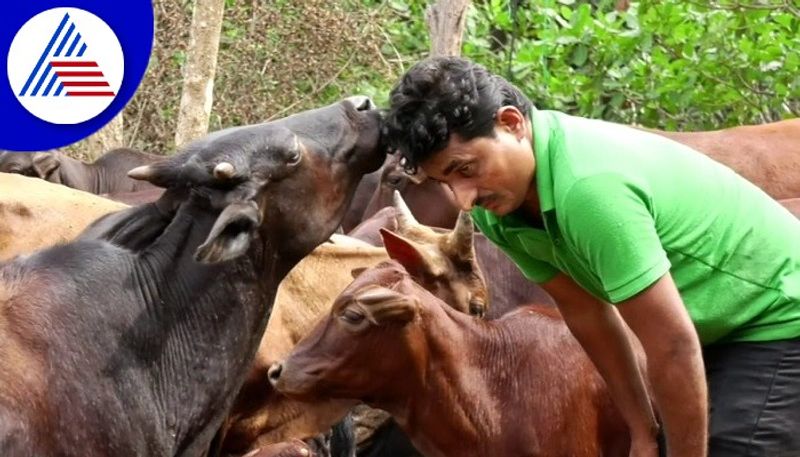 Subraya Shetty Family Rearing Cows at Honnavar in Uttara Kannada grg