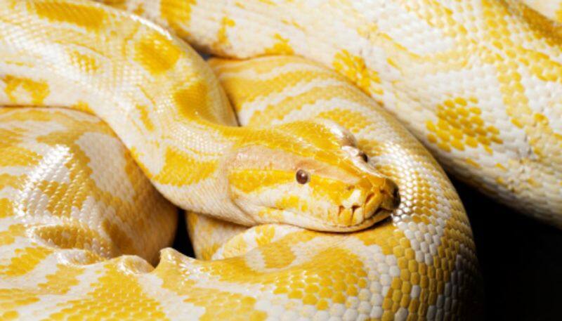 Man Pulls Two Giant Pythons By Their Tails