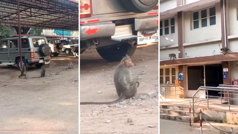 Coimbatore district collector office was in a frenzy as monkeys roamed around in droves