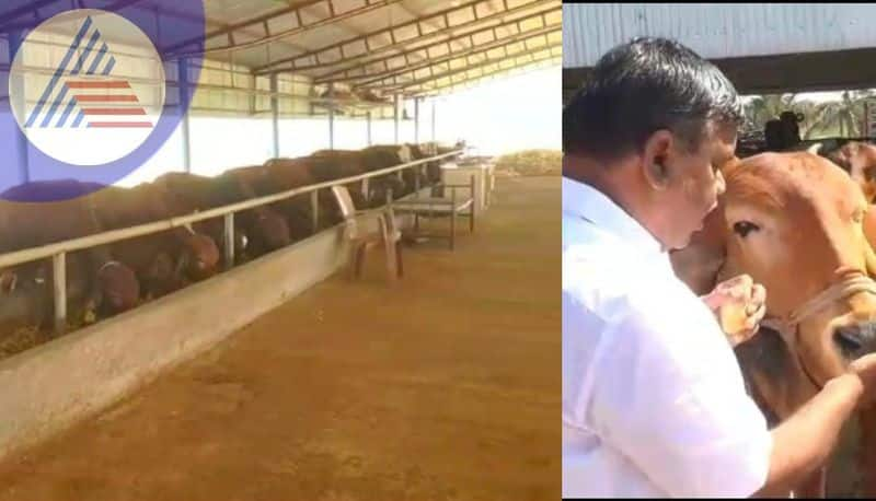 Millions profit from Gir Malenadu short breed cows huge price for dung sat