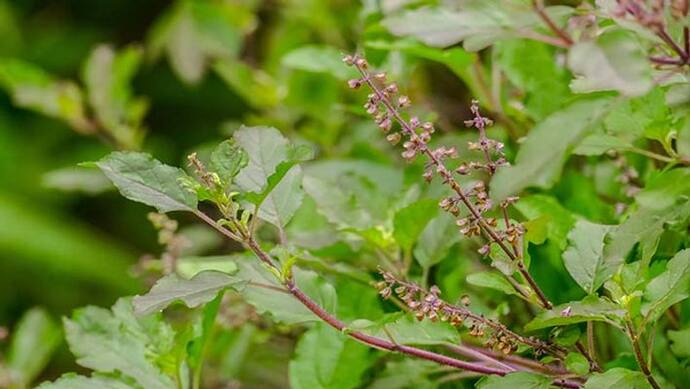 Tulsi Pujan Diwas 2022: 25 दिसंबर को इस विधि से करें तुलसी की पूजा, जानें मंत्र और आरती भी