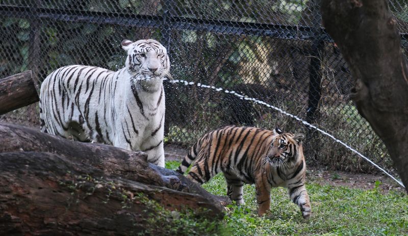 Three tiger cubs on display at Mysuru zoo gow 