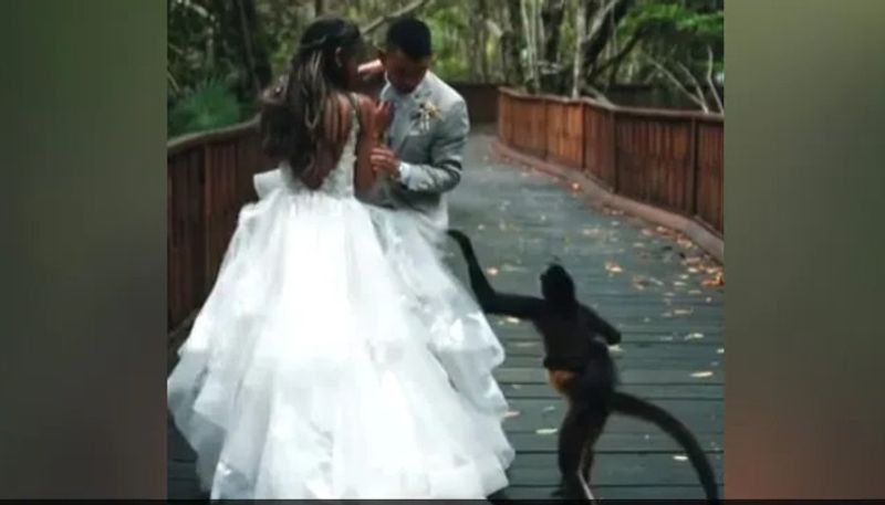 couples wedding photoshoot was crashed by a monkey