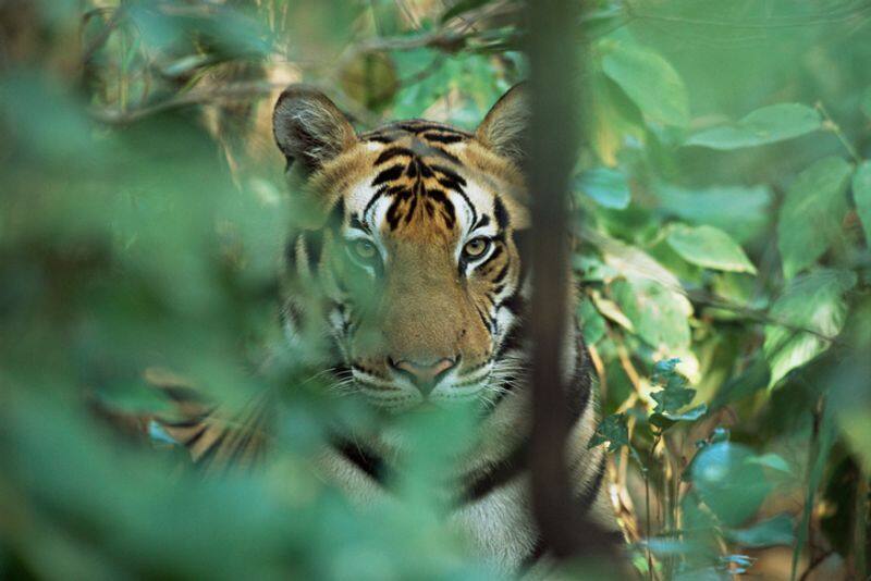 tiger hunt deer in mudumalai tiger reserve forest area