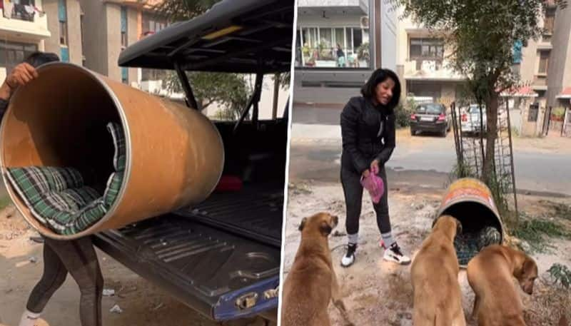 Unique shelter for stray dogs amid biting cold is winning hearts online - gps