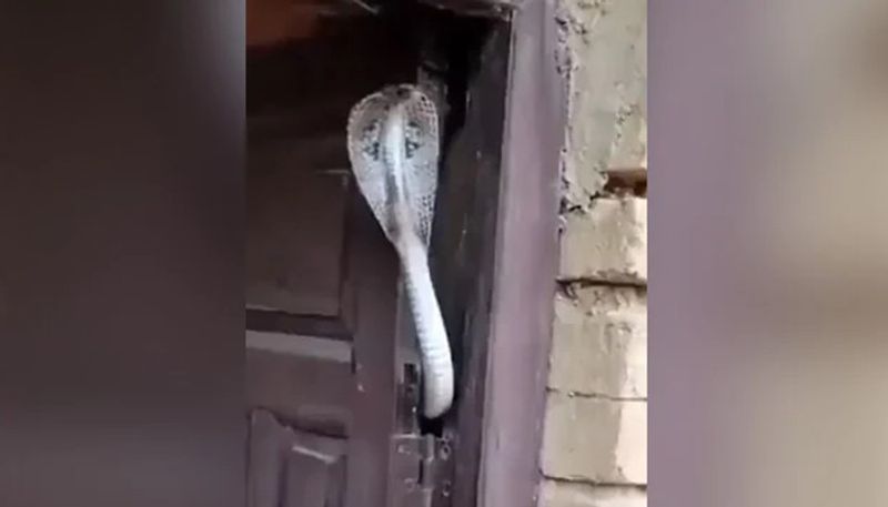 cobra sticking out from door the video goes viral