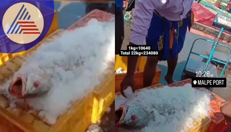 1 fish sold at Malpe port for 2.23 lakh at udupi rav