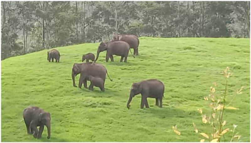 Farmer  killed in elephant  attack  in  Andhra pradesh 