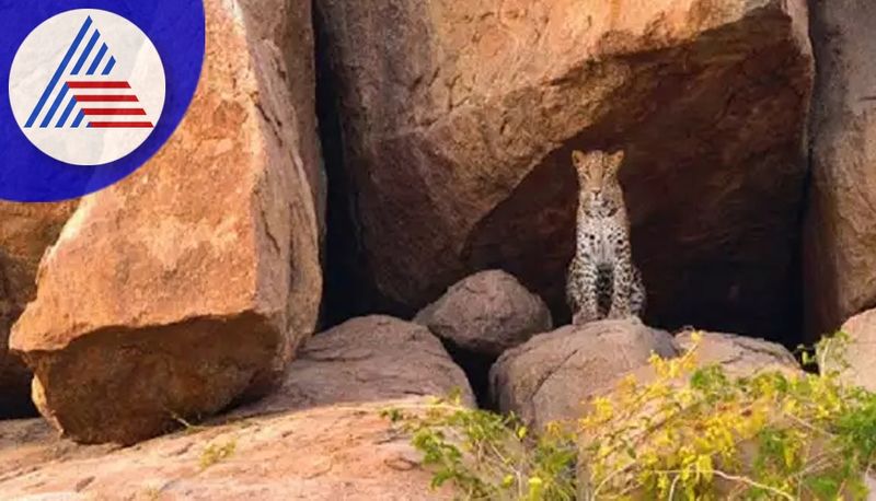 Leopard threat to Chitradurga city Three leopards spotted on Chandravalli road cliff sat