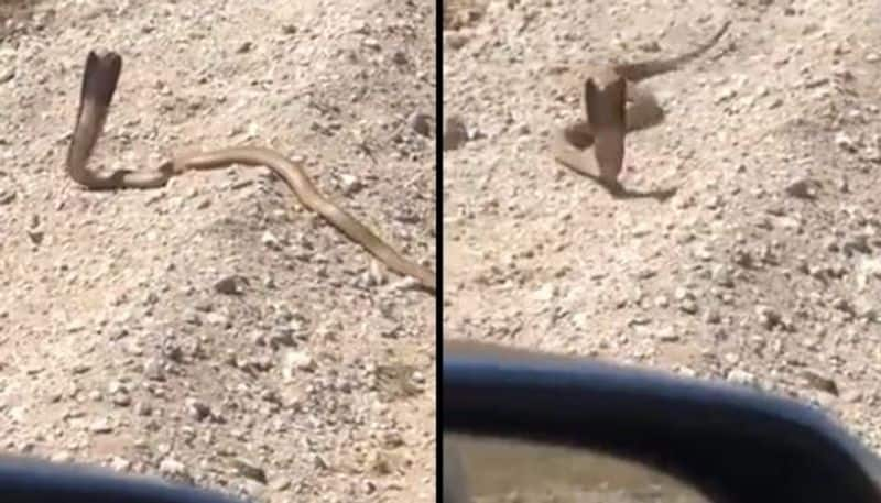 Cobra Charges At Man After Gunshots