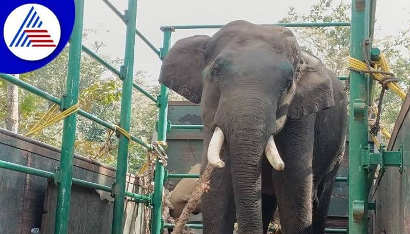 Wild Elephant Captured in Kodagu grg