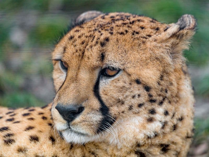 agni and vayu cheetas at kuno park of project cheetah released to open wild areas