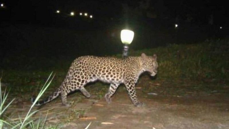 Leopard spotted  Sri Venkateswara Veterinary University  Grounds  in Tirupati lns