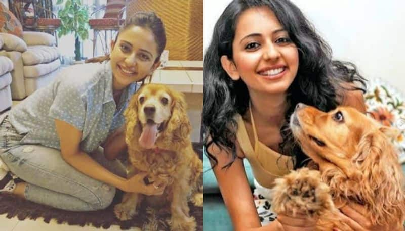 Rakul Preet Singh Emotional Note For Her Late Pet Dog Blossom