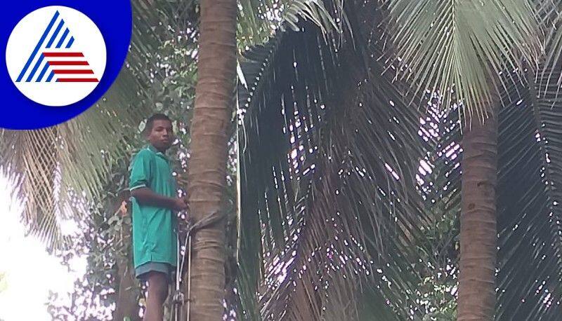 Just call 'Pingara' team ready to harvest coconuts at mangaluru rav