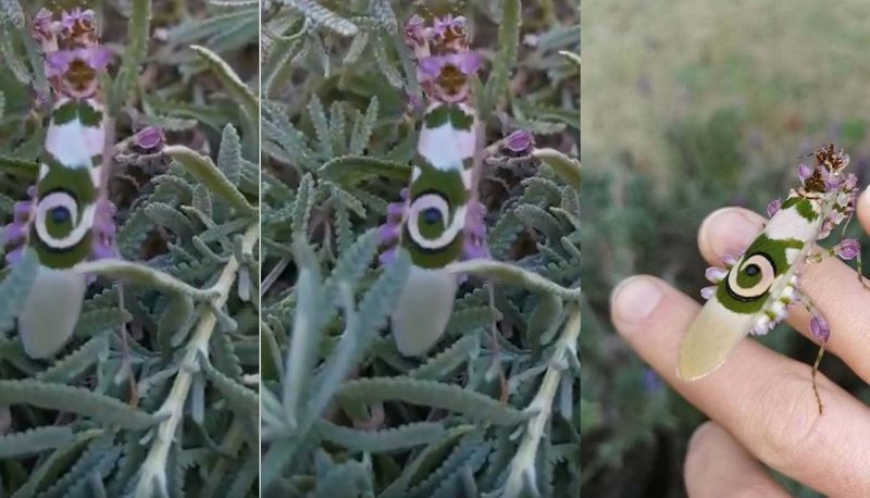 incredible insects inside the flower, it looks like flower, video of rare insects goes viral akb