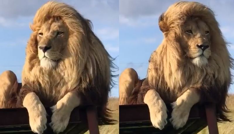 video of male lions silky hair style and pride look goes viral this scene captured in Masai Mara park in Kenya akb