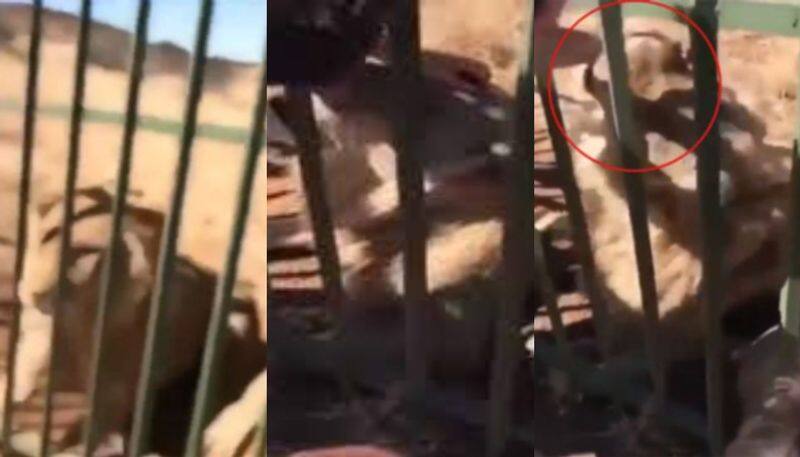 Man Tries To Pet A Caged Lion Inside A Zoo. What Happens Next