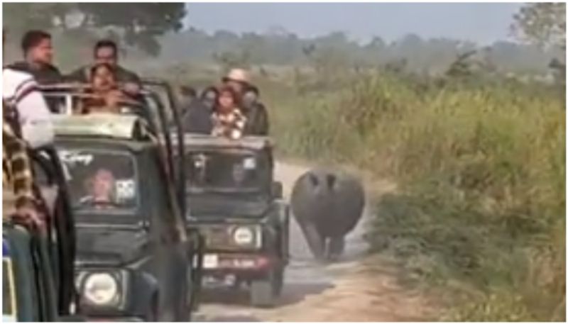 rhino chases tourist vehicle