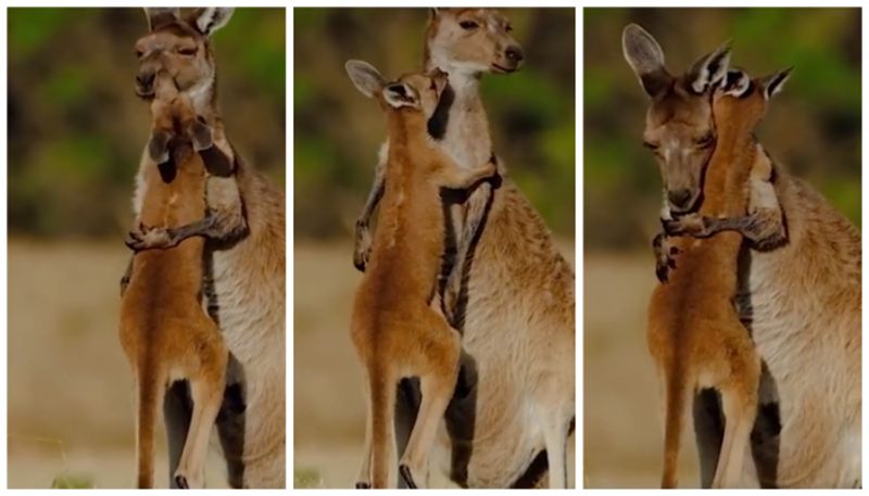 viral video of mother kangaroo and her child