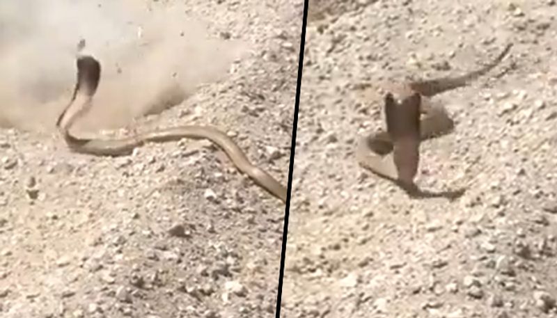 Angry cobra charges at man after he tries to shoot it; spine-chilling video goes viral - gps