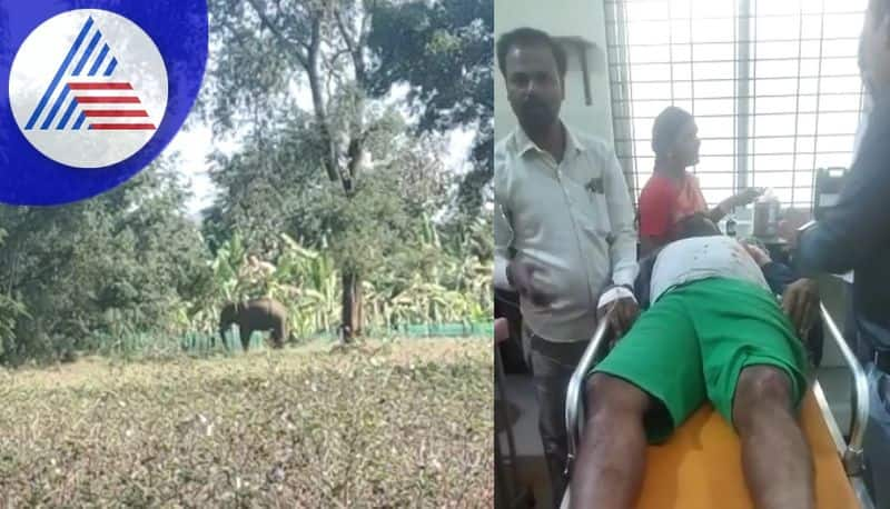 Elephant attack on farmer in Gundlupet Serious injury sat