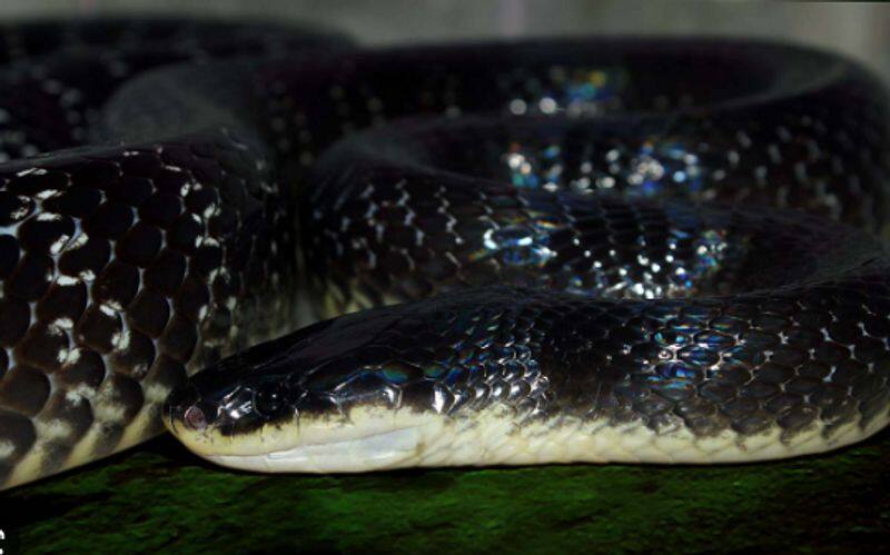 Snakes that humans have no antivenom 