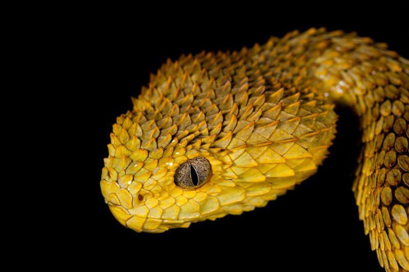 Snakes that humans have no antivenom 