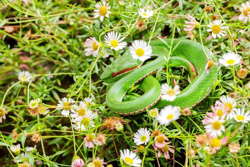 Snakes that humans have no antivenom 