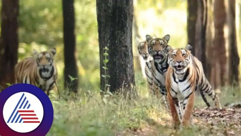 Tiger numbers increase in Bhadra sanctuary tiger census begins from December 1st gow