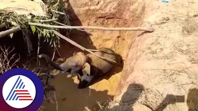 Forest officials rescue juvenile wild elephant stuck in trench in Sakleshpur gow