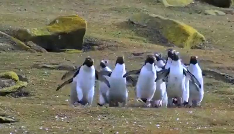 Heartwarming Video Of Penguins Chasing A Butterfly Melts Hearts Online