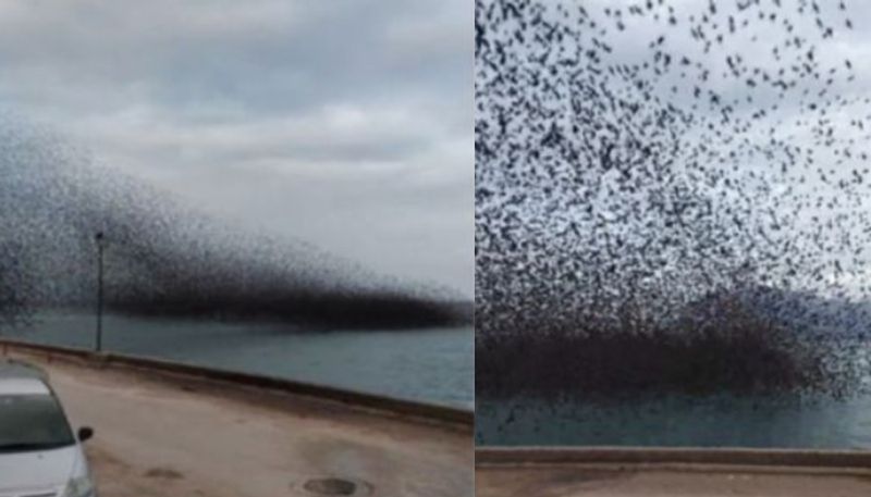 starling birds sky scene viral video