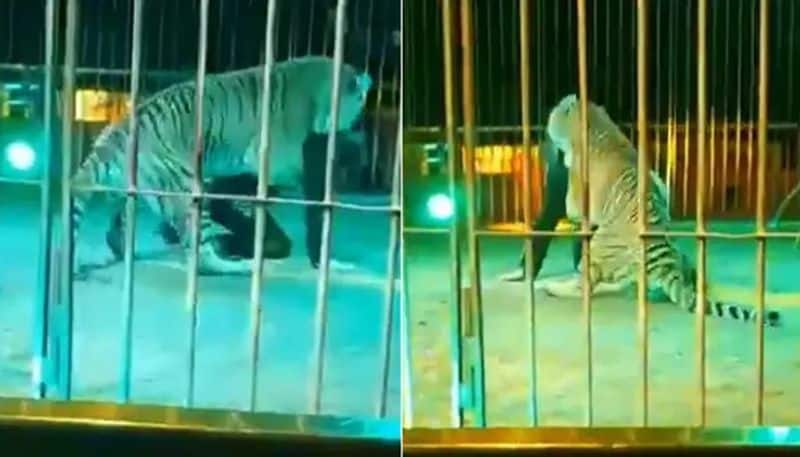 trainer attacked by tiger during live circus show 