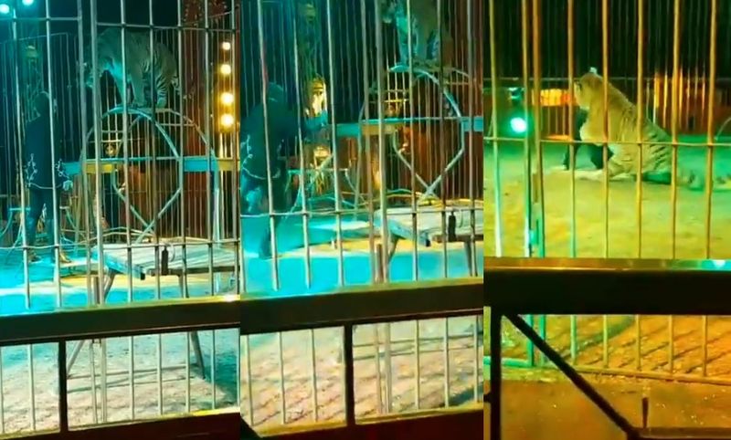 tiger attacks circus trainer during live performance in italy