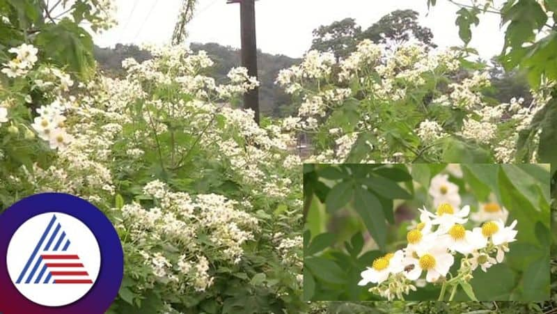 beautiful kadu mallige blooms in kodagu and tourists gvd