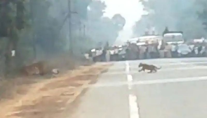 tigers crossing busy road the video goes viral 