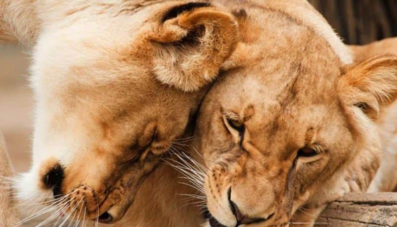 lion attacks and kills lioness in a safari park 