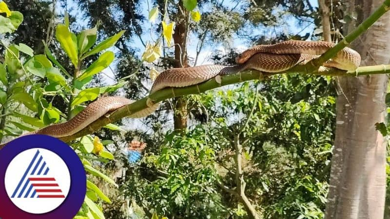 amazing movement of the cobra every day at anekal gvd