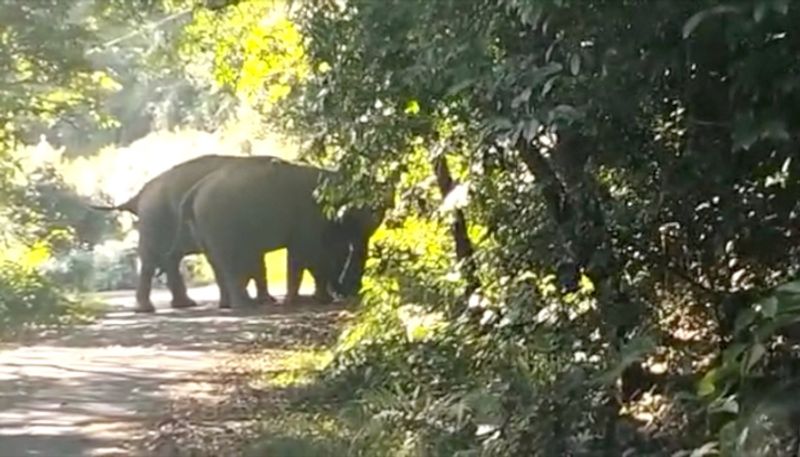 15 more forest elephants entered residential area in coimbatore