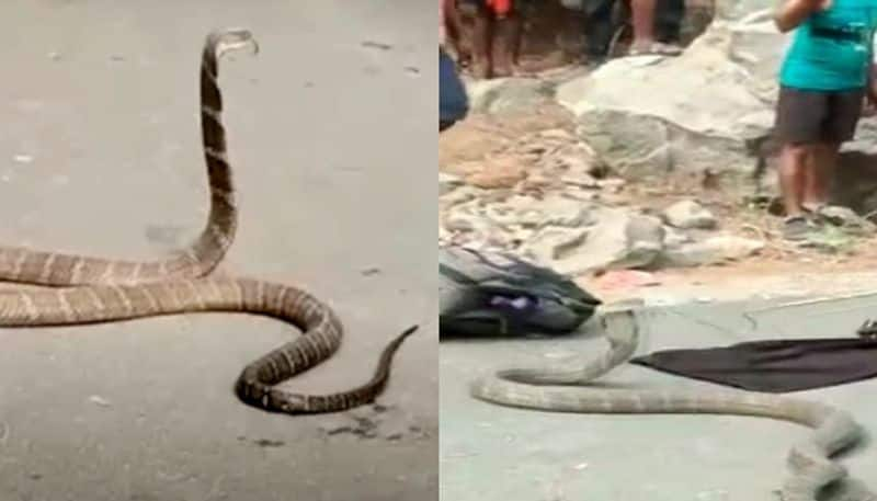 15 feet long king cobra repeatedly tries to bite rescuer 