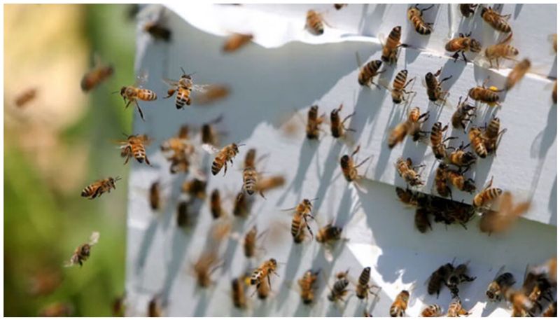 40 students were stung by wasps while playing in the school ground in Thrissur