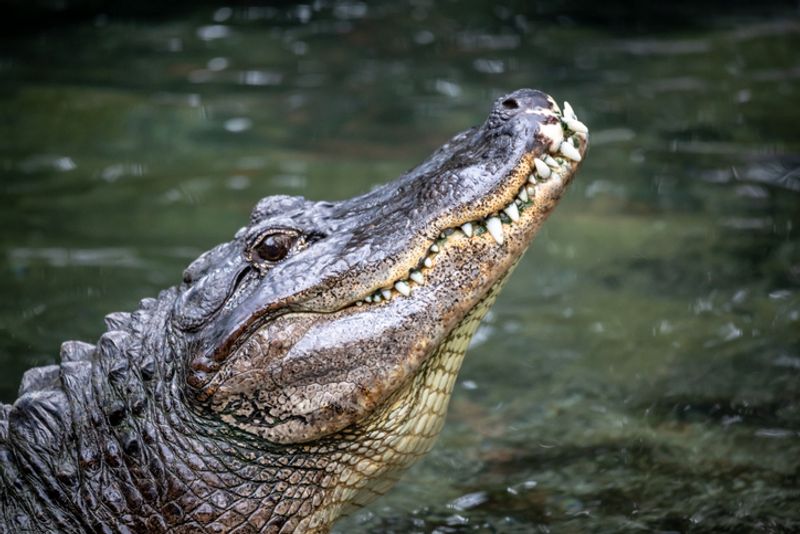 giant crocodile lives moyar river in sathyamangalam