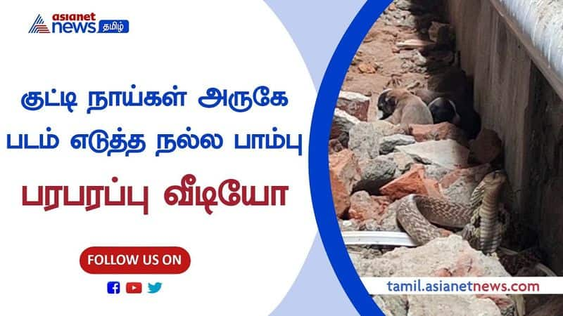 In Cuddalore, there was a snake was standing next to small dogs