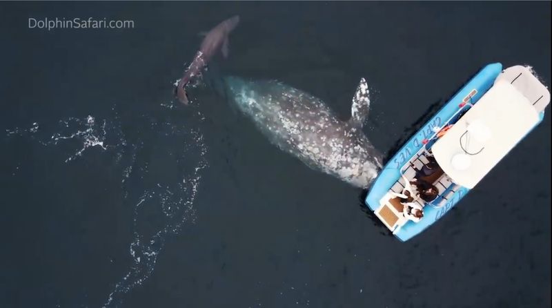 whale gives birth in front of a group of tourists