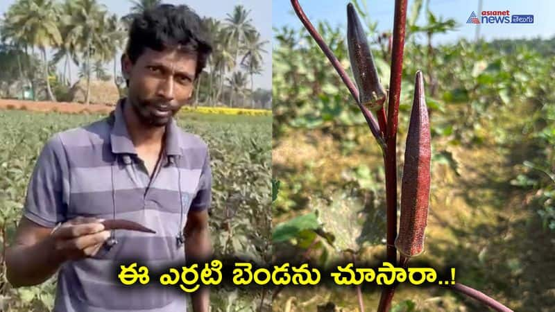 Fariming Red okra in modern innovation technique at Konaseema Dist 