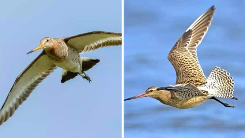 Bird breaks world record by flying non-stop from Alaska to Australia